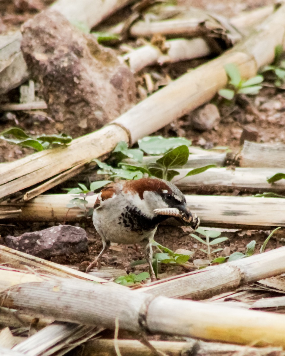 House Sparrow - ML579365321