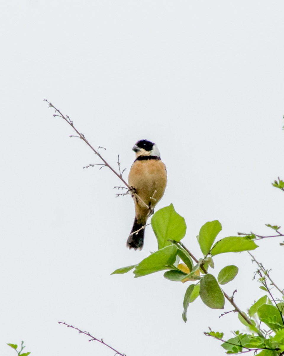 Cinnamon-rumped Seedeater - ML579365401