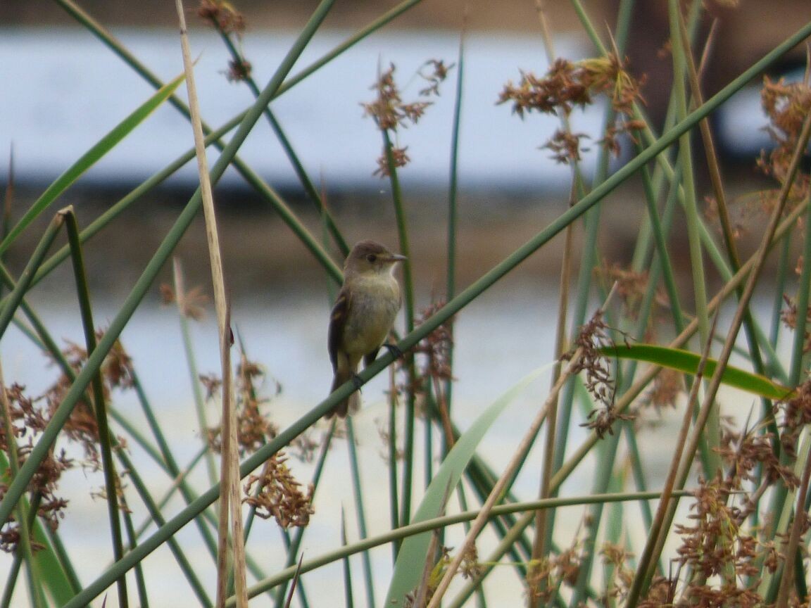 Willow Flycatcher - ML57936641