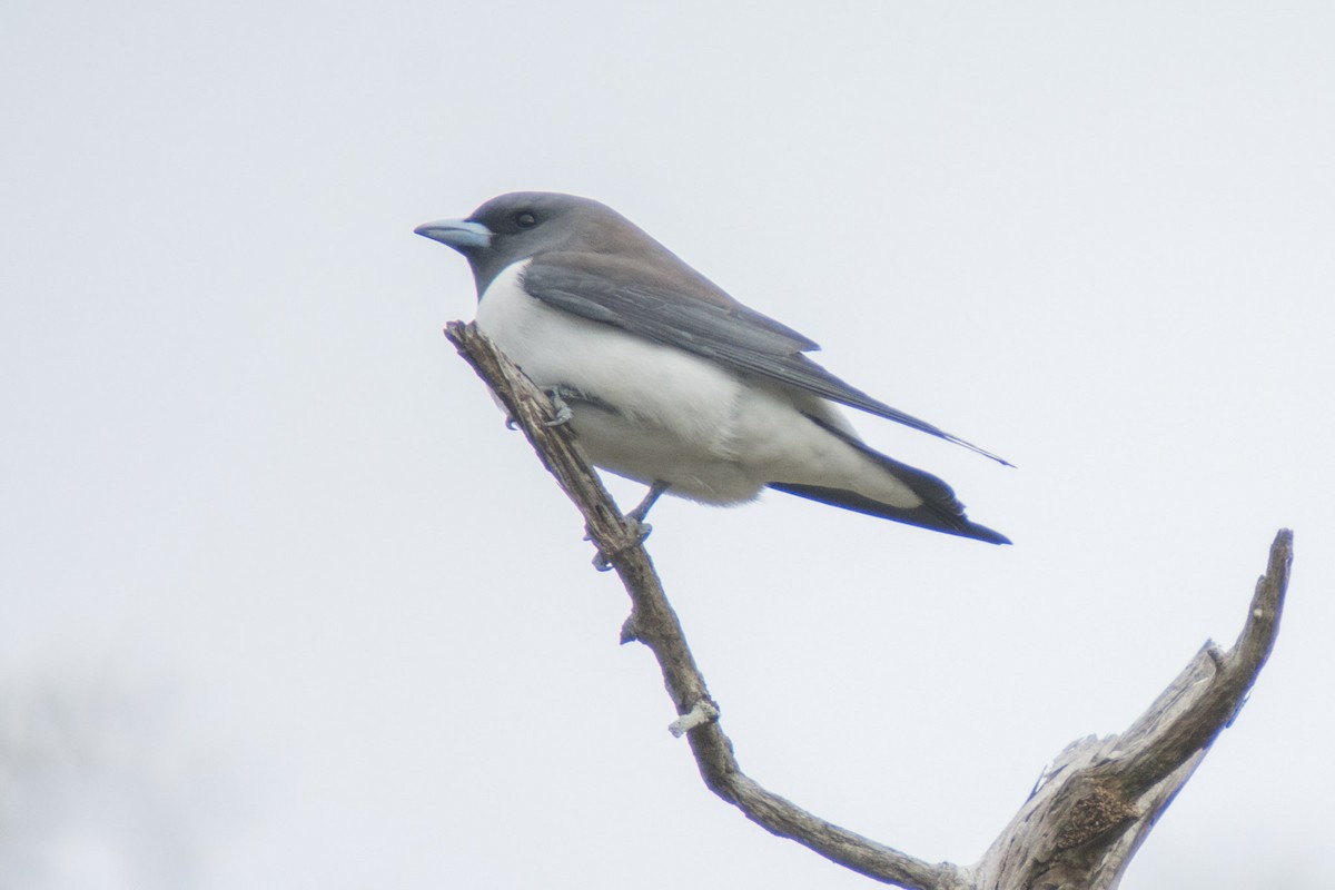 White-breasted Woodswallow - Delia Walker