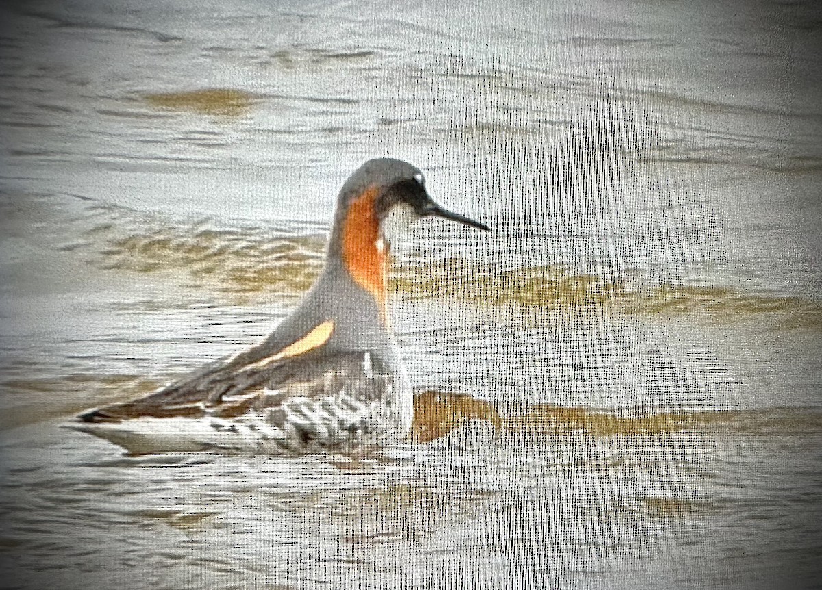 Phalarope à bec étroit - ML579367751