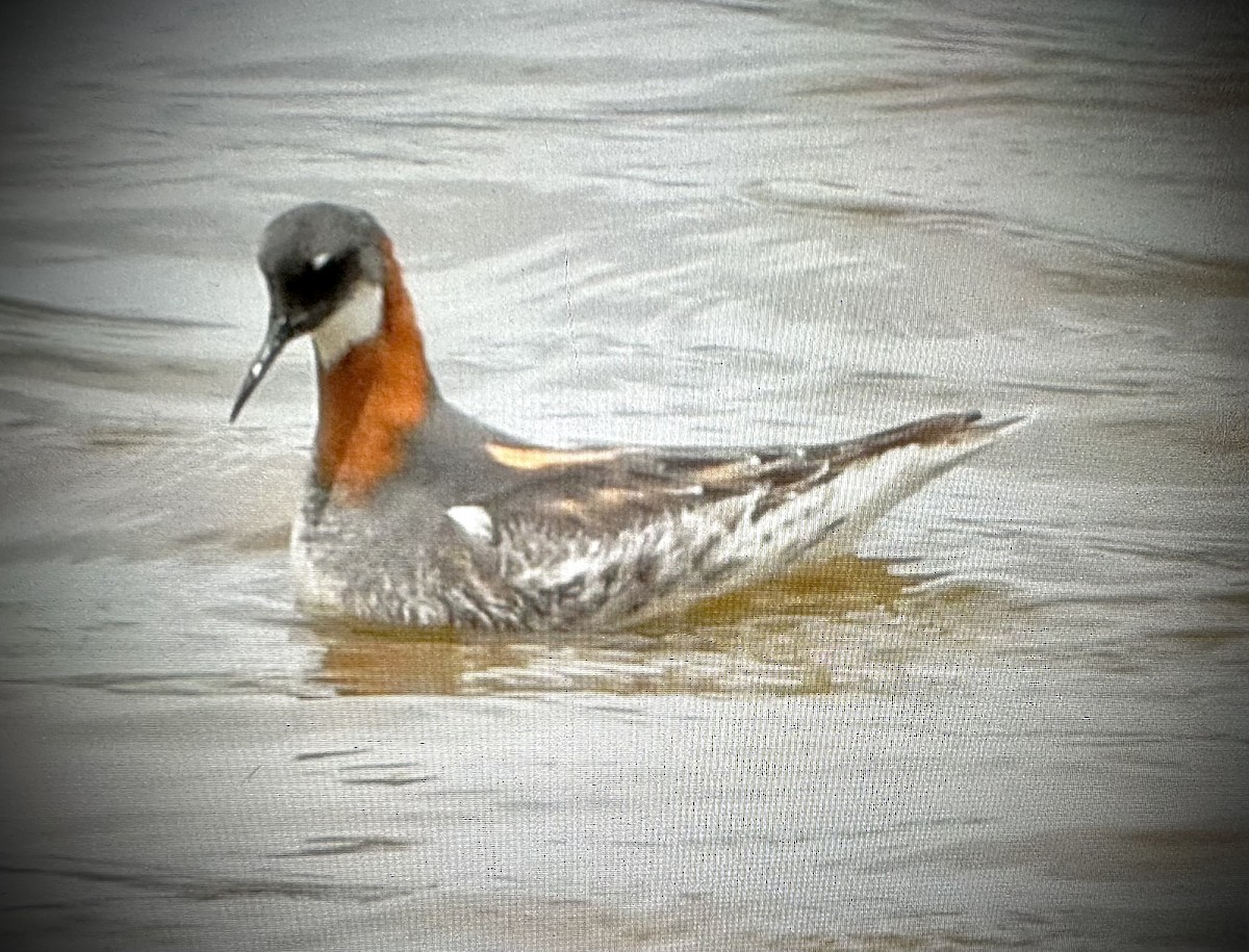 Phalarope à bec étroit - ML579367771