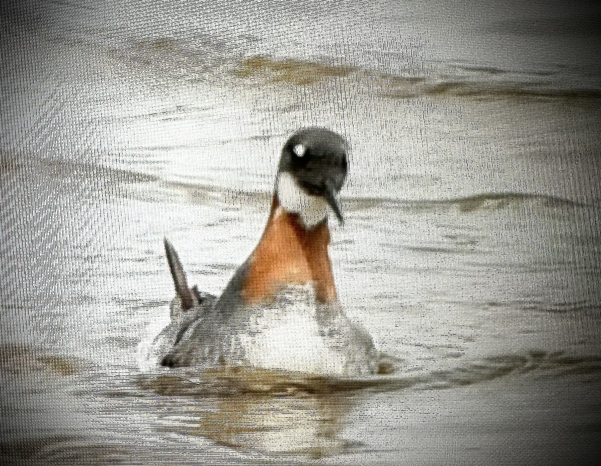 Phalarope à bec étroit - ML579367781