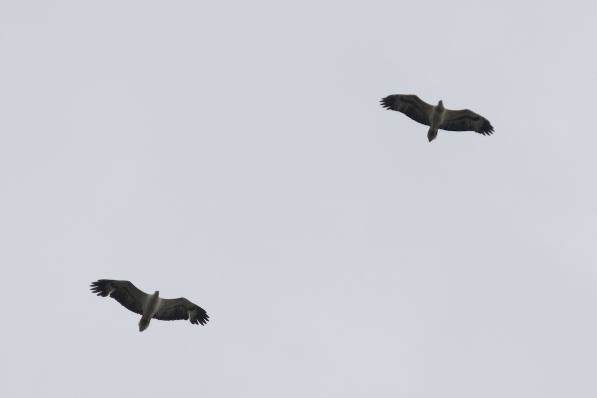 White-bellied Sea-Eagle - Delia Walker