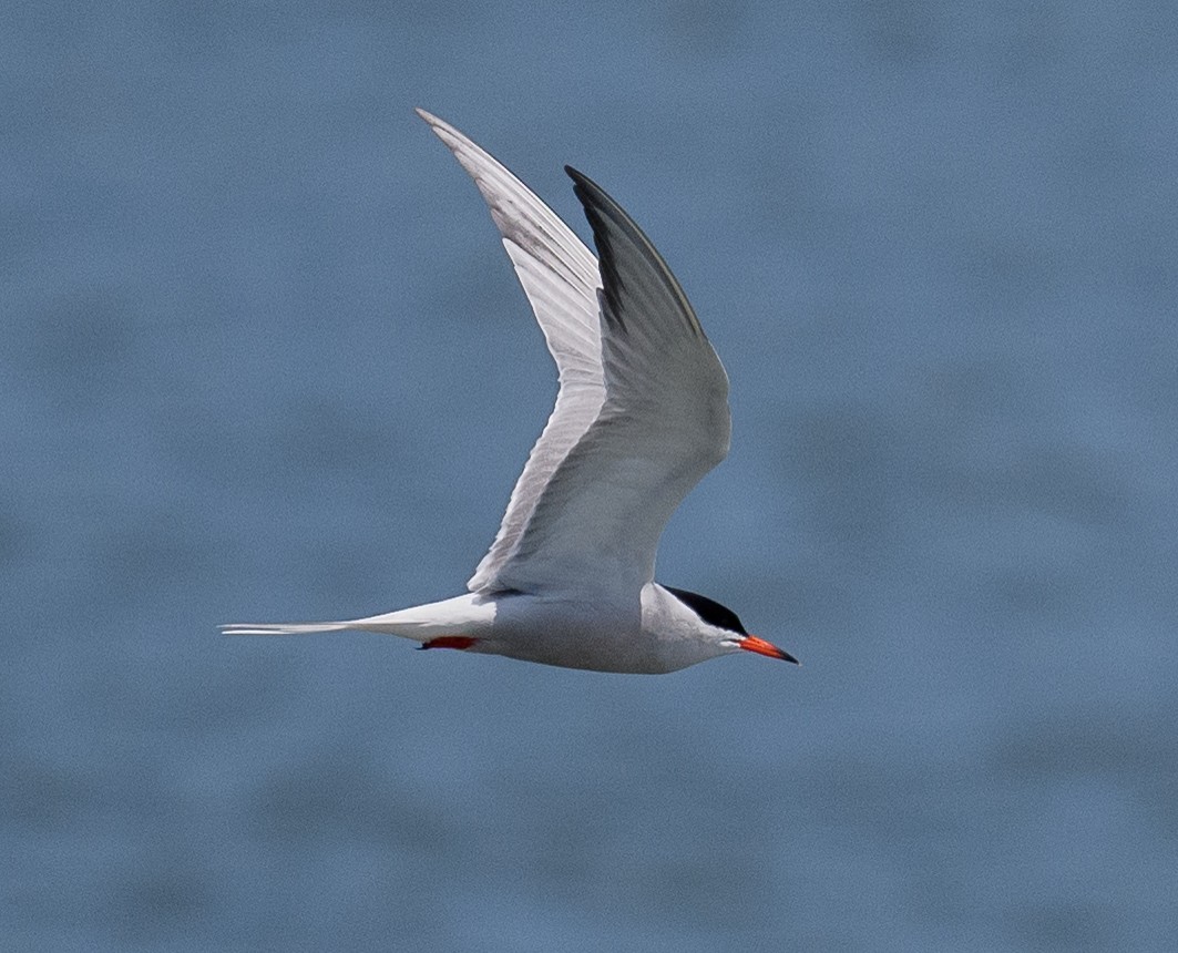 Common Tern - ML579368631