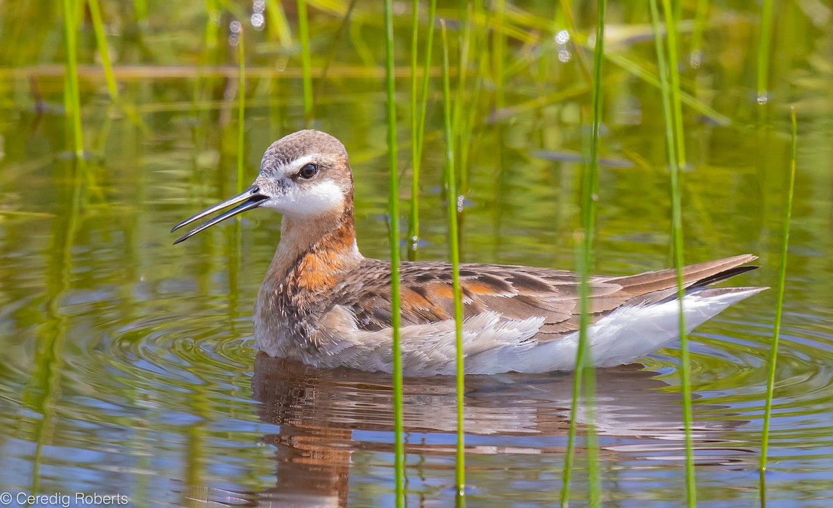 Wilson's Phalarope - Ceredig  Roberts