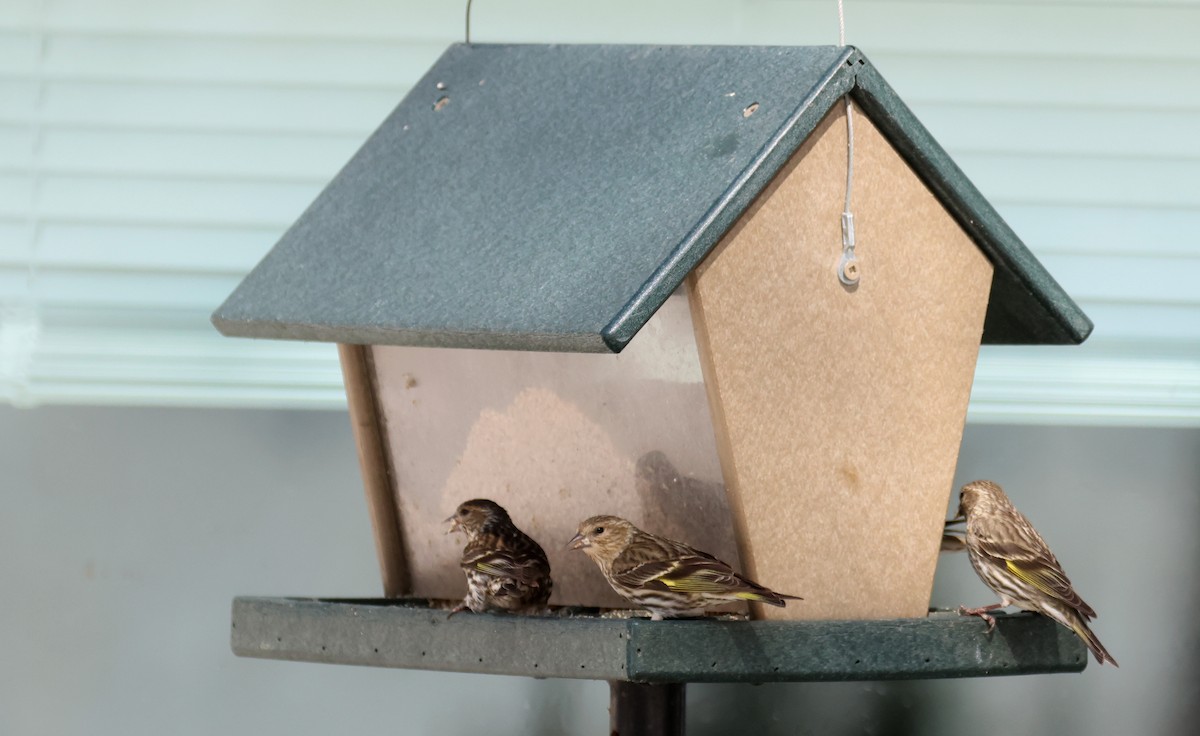 Pine Siskin - Joshua Uffman