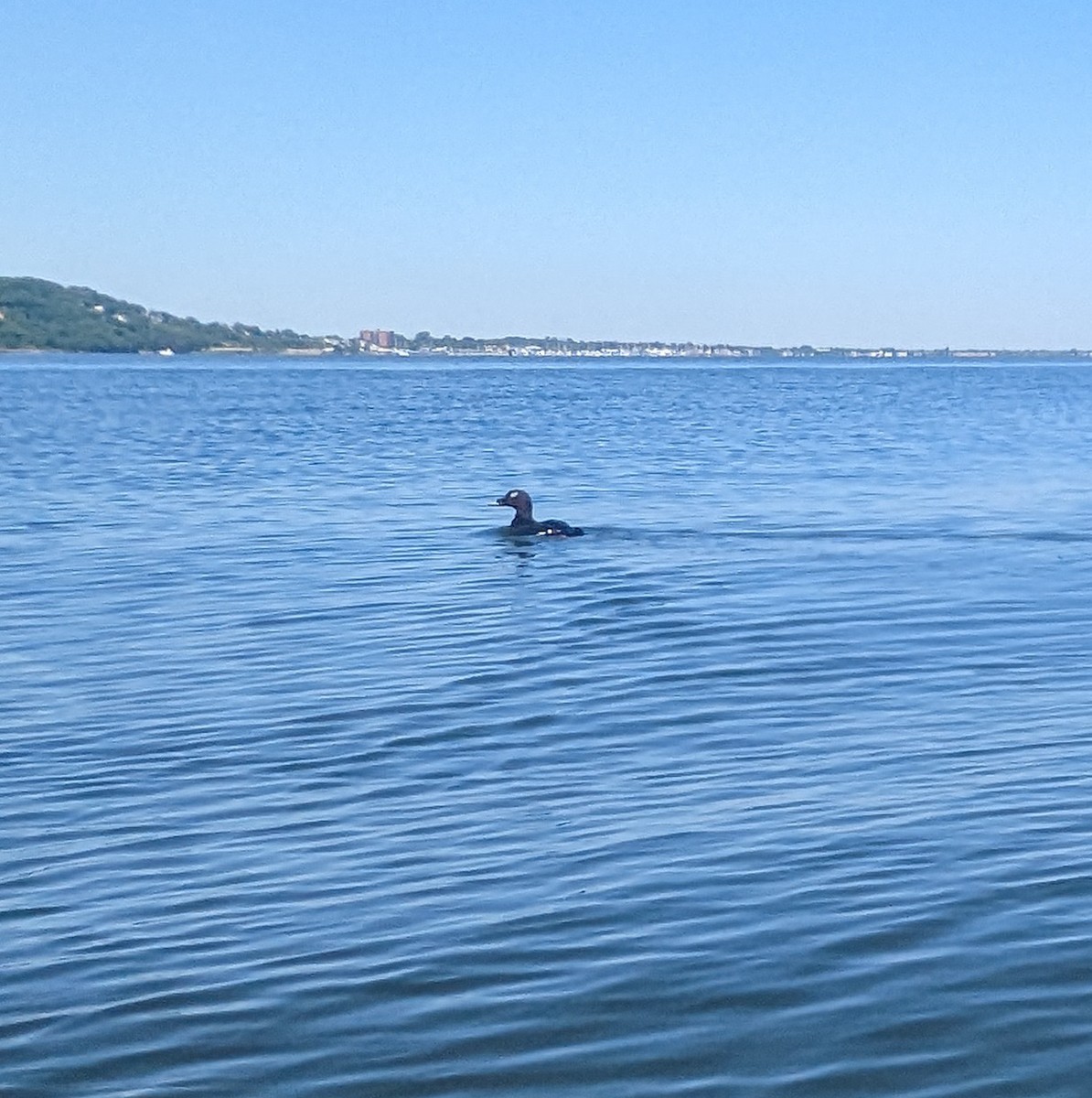 White-winged Scoter - ML579370171