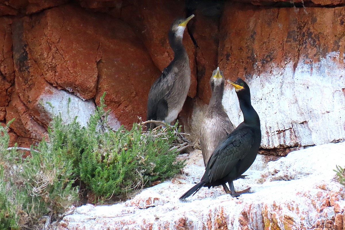 Cormorán Moñudo - ML579372461