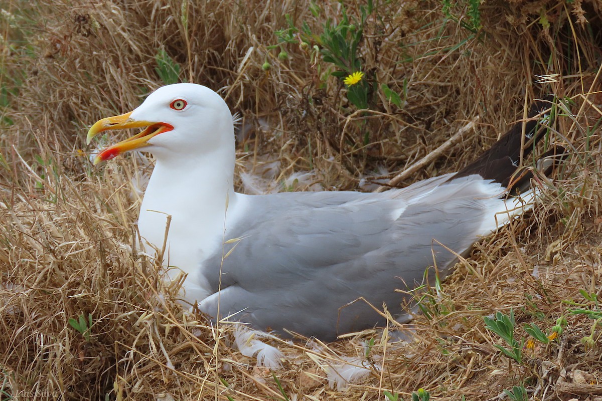 Gaviota Patiamarilla - ML579372521