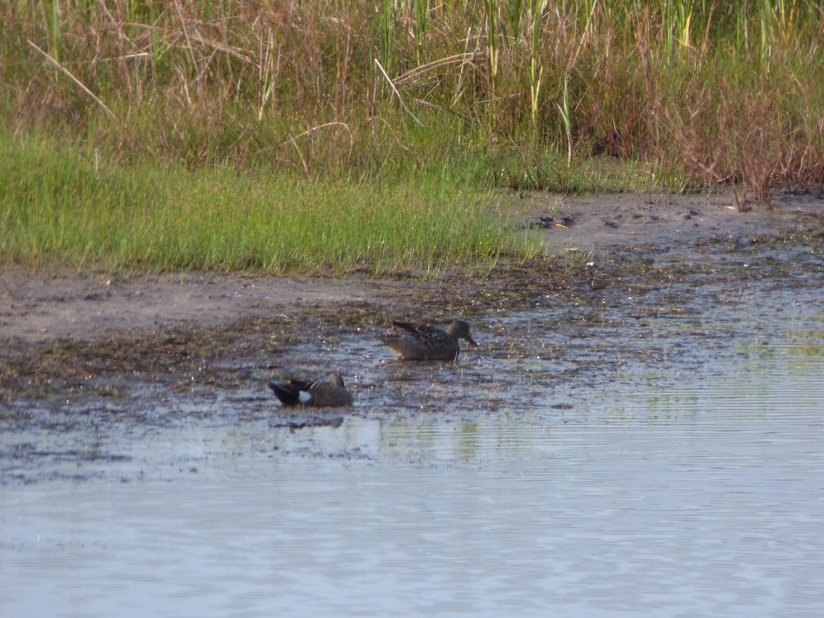 Blue-winged Teal - Kevin Rohling