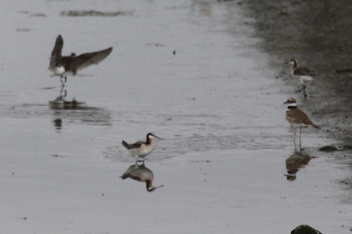 Wilson's Phalarope - ML579374691