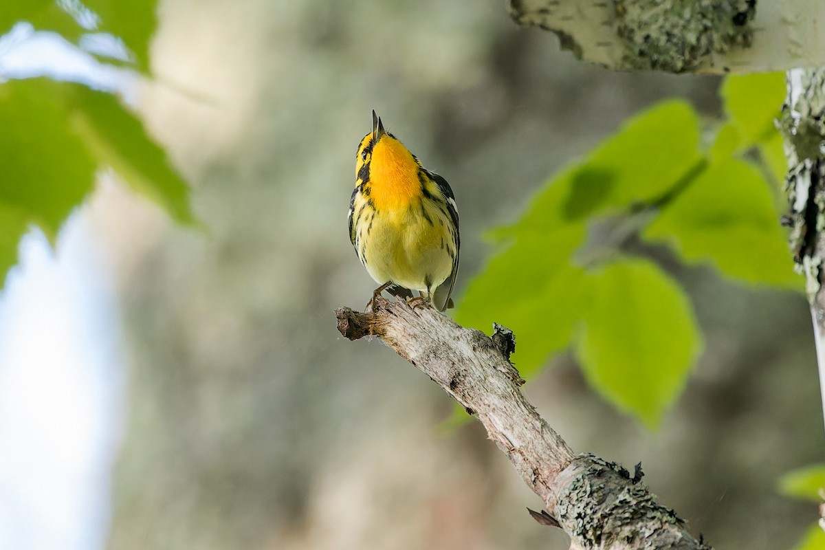 Blackburnian Warbler - ML579374741