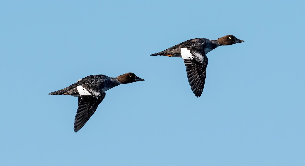 Common Goldeneye - ML579375121