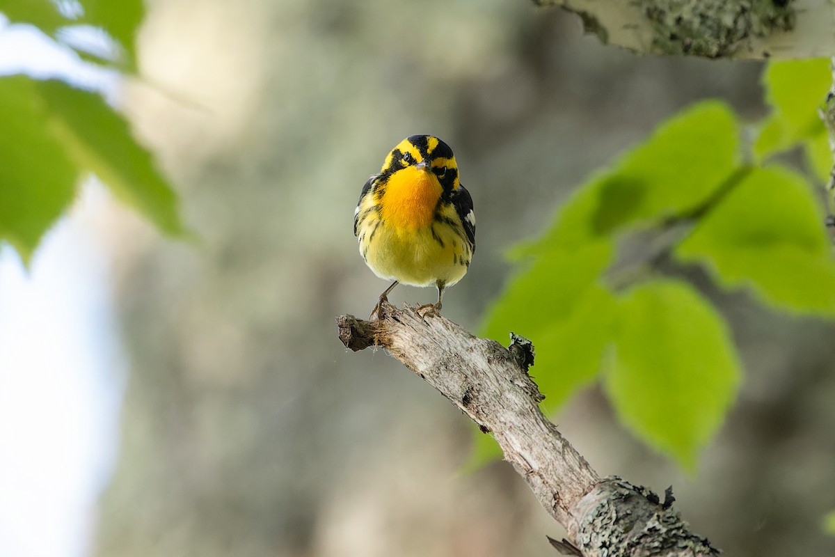 Blackburnian Warbler - ML579375191