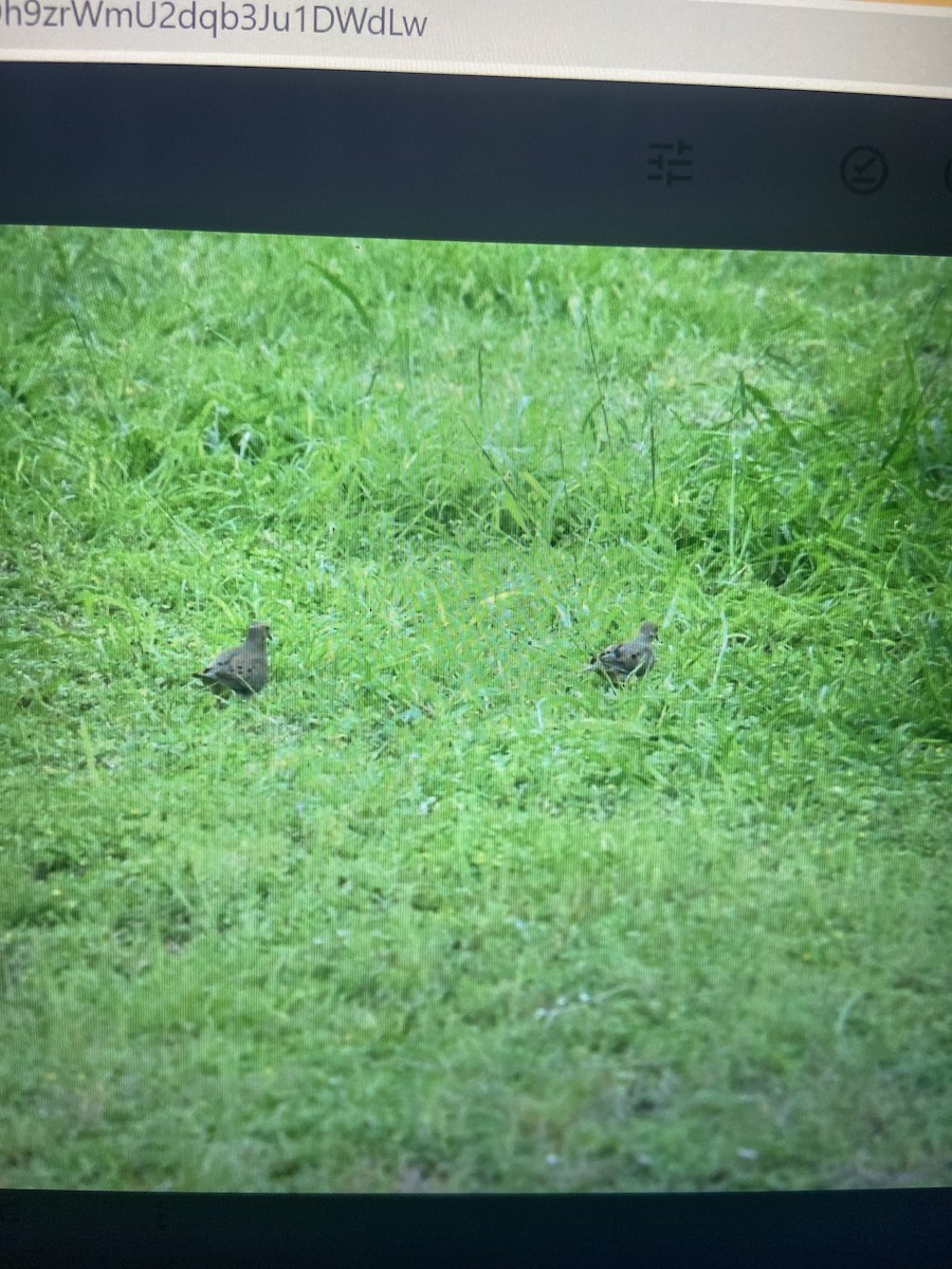 Mourning Dove - ML579376281