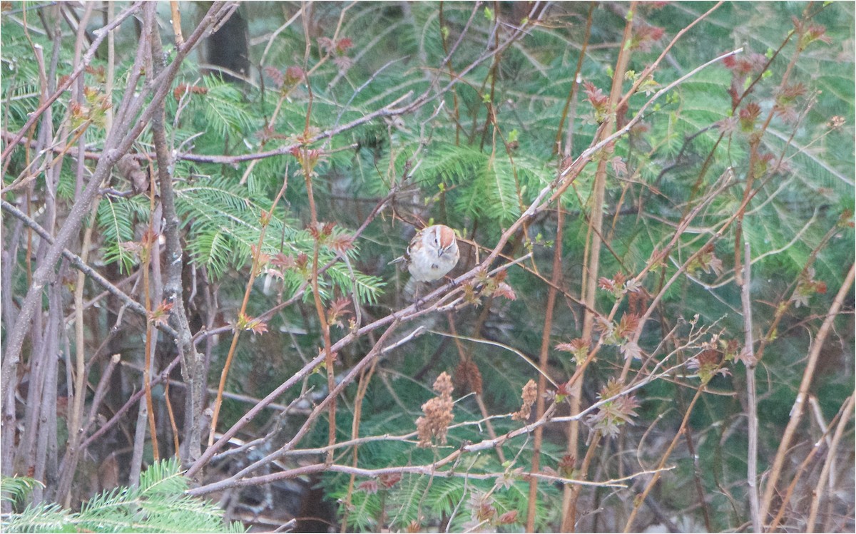 American Tree Sparrow - Pierre Lacaille-Bélanger