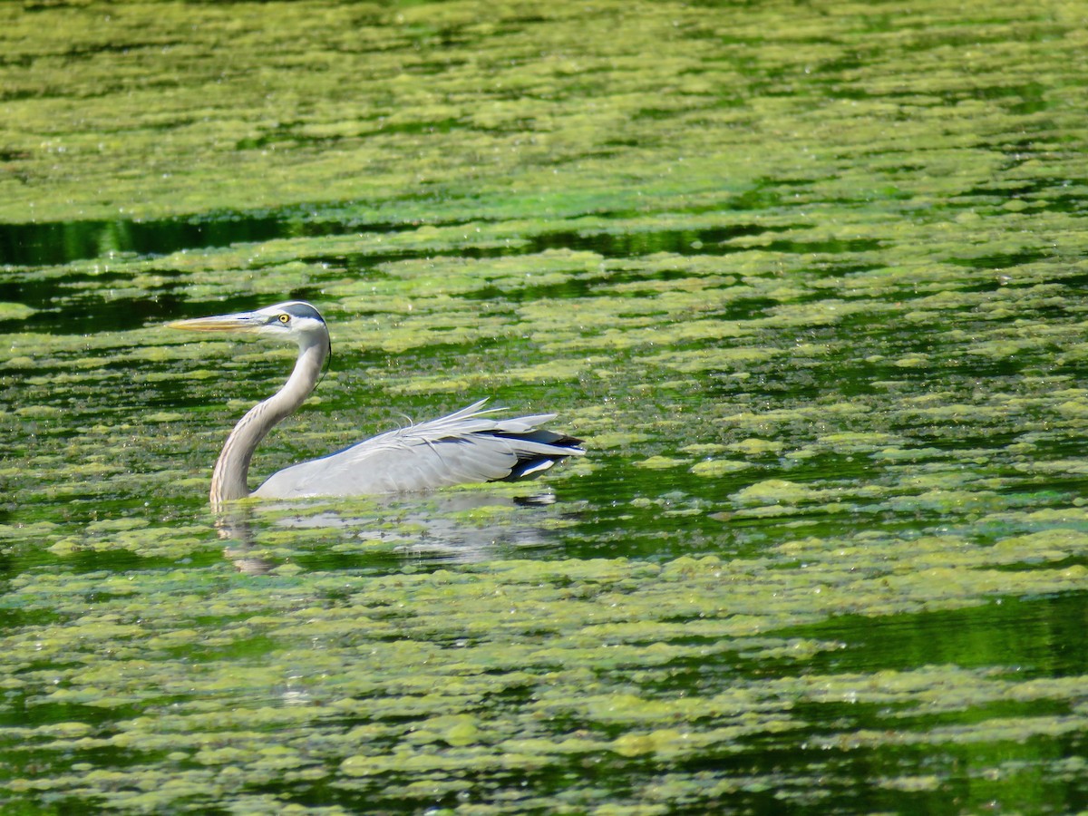 Great Blue Heron - ML57937741