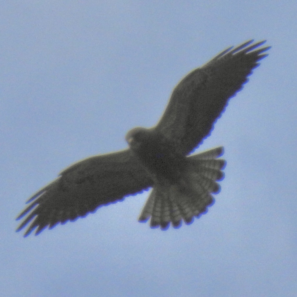 Swainson's Hawk - ML579378261