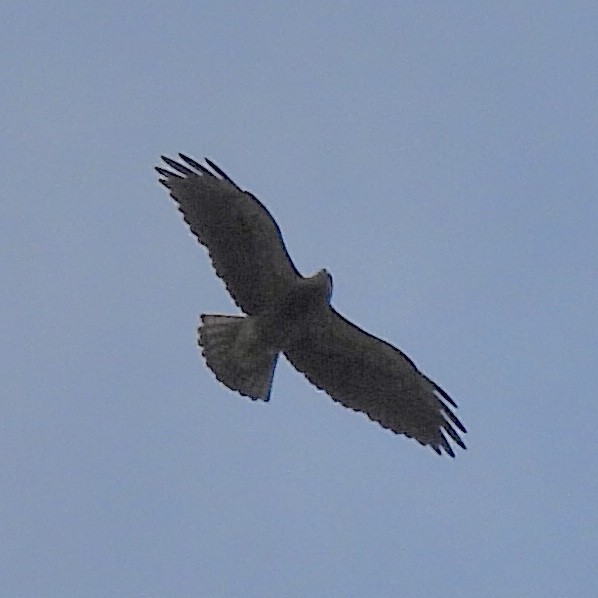 Swainson's Hawk - ML579378271