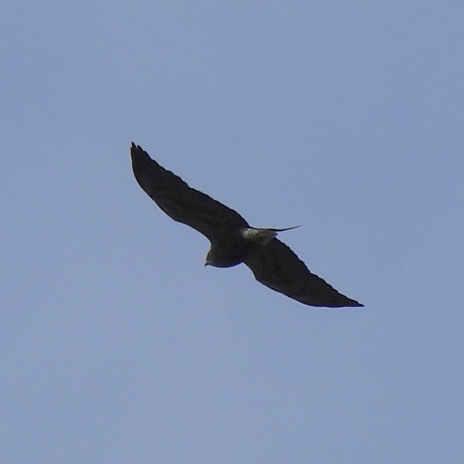 Swainson's Hawk - ML579378281