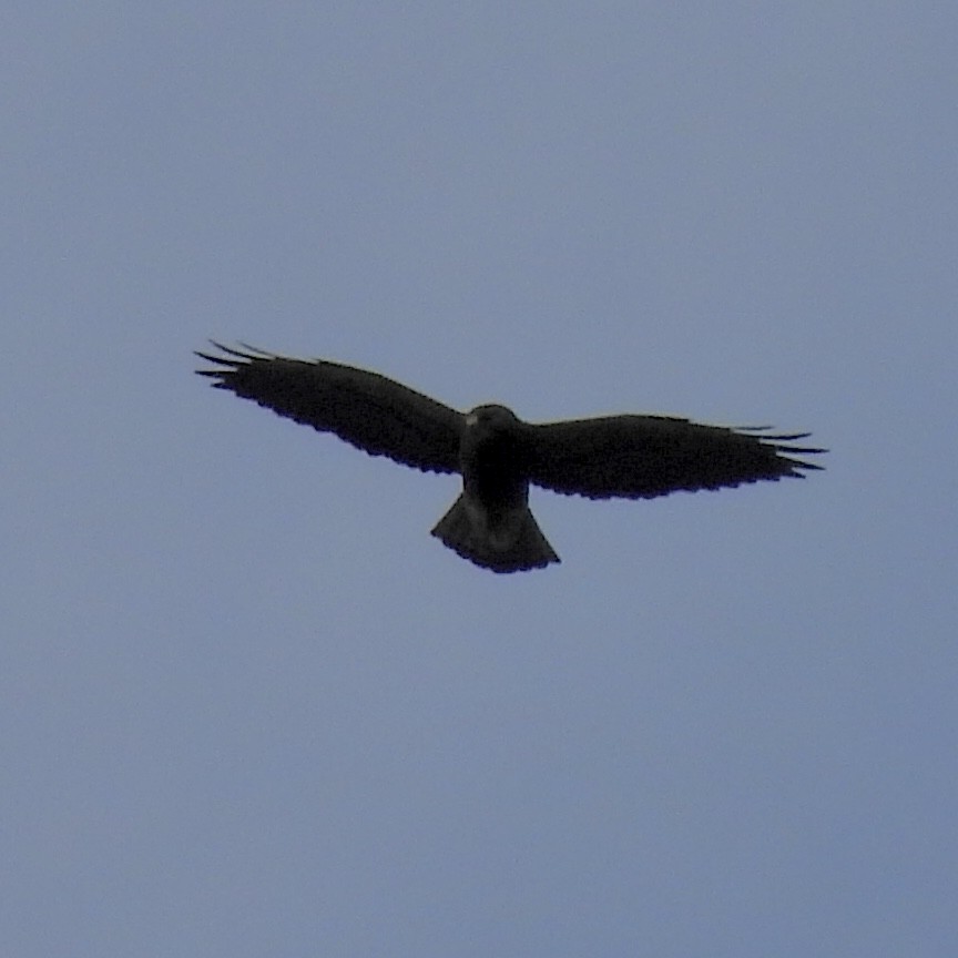 Swainson's Hawk - Richard Wakelam