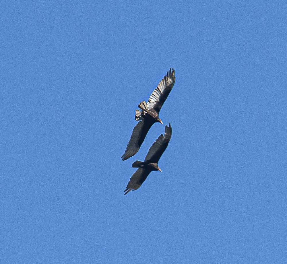 Turkey Vulture - ML579378711