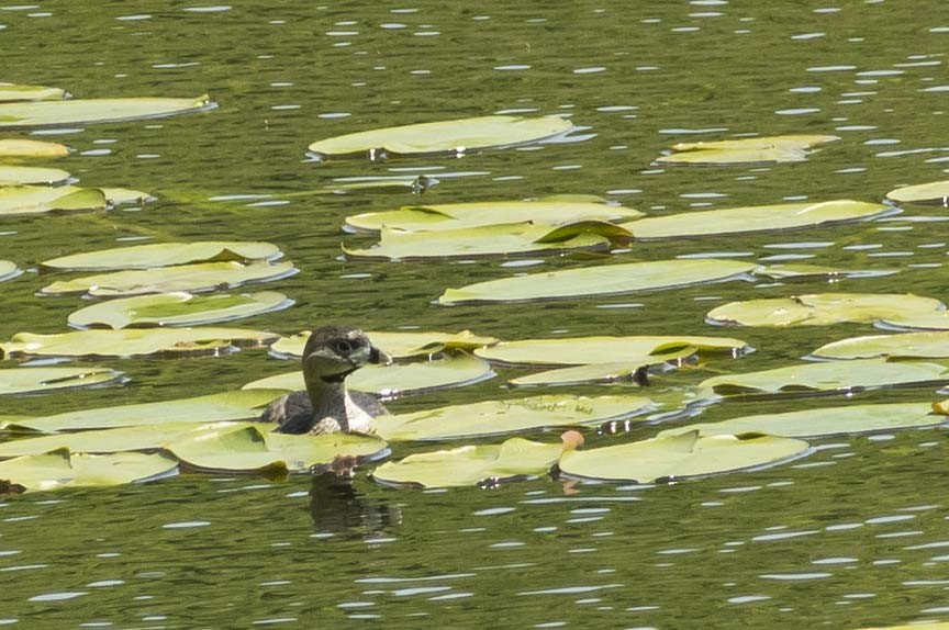Pied-billed Grebe - ML579380891