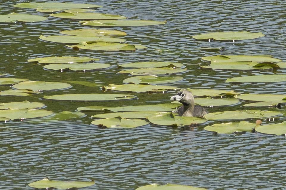 Pied-billed Grebe - ML579380901