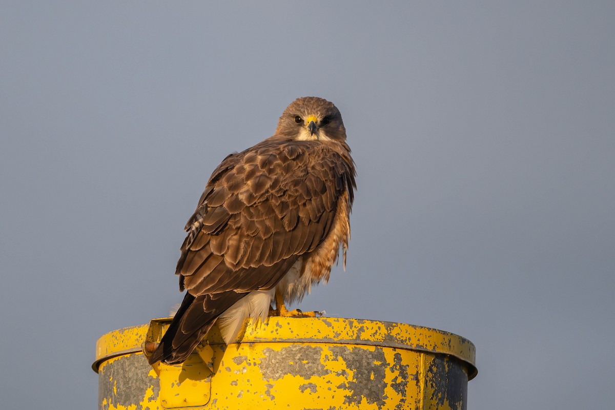 Swainson's Hawk - ML579381571