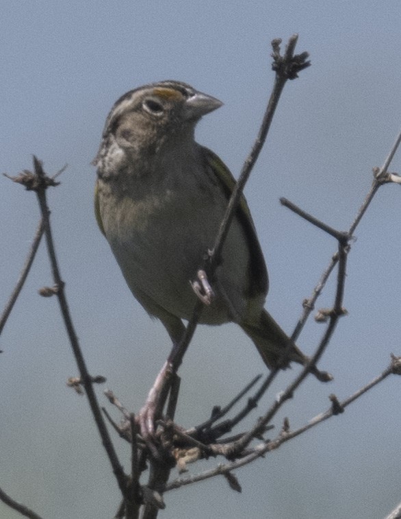 Grasshopper Sparrow - ML579381991