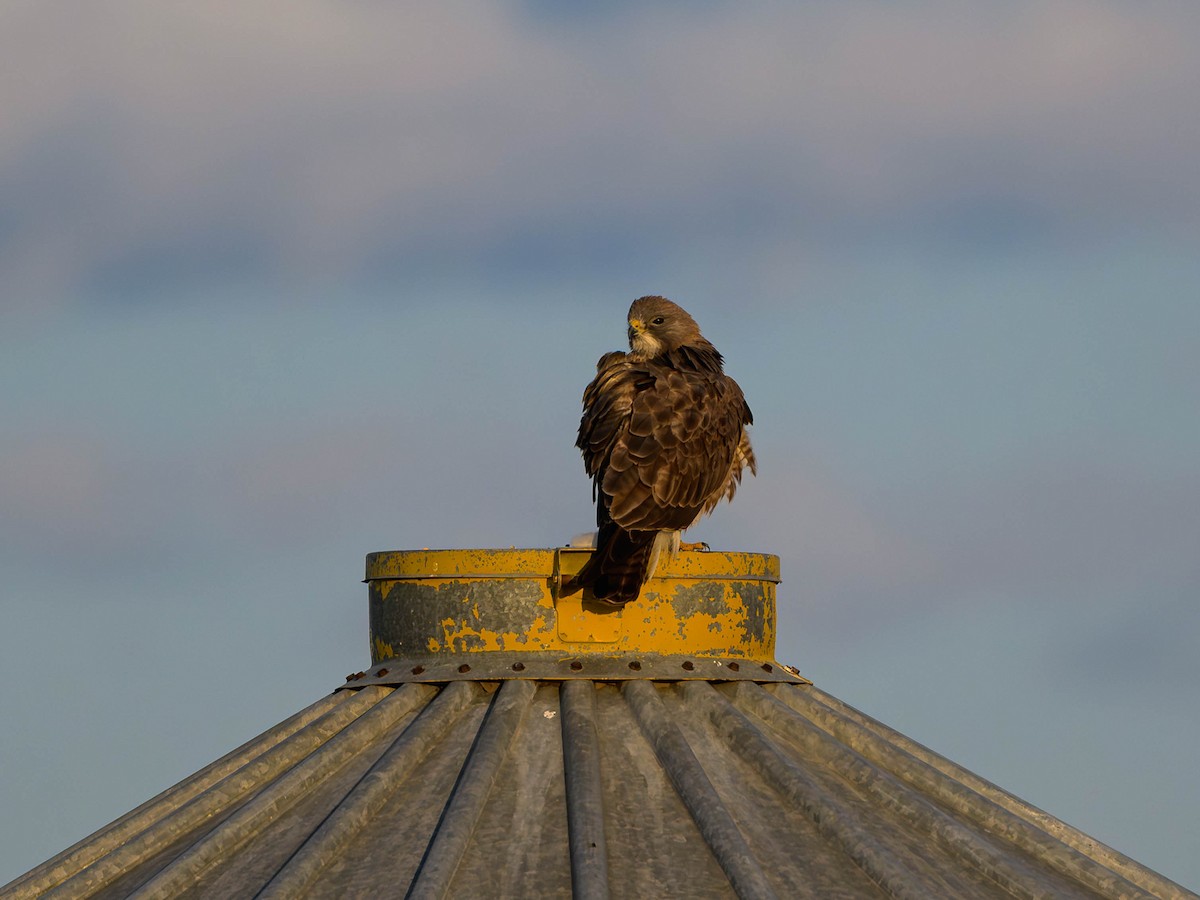 Swainson's Hawk - ML579382131