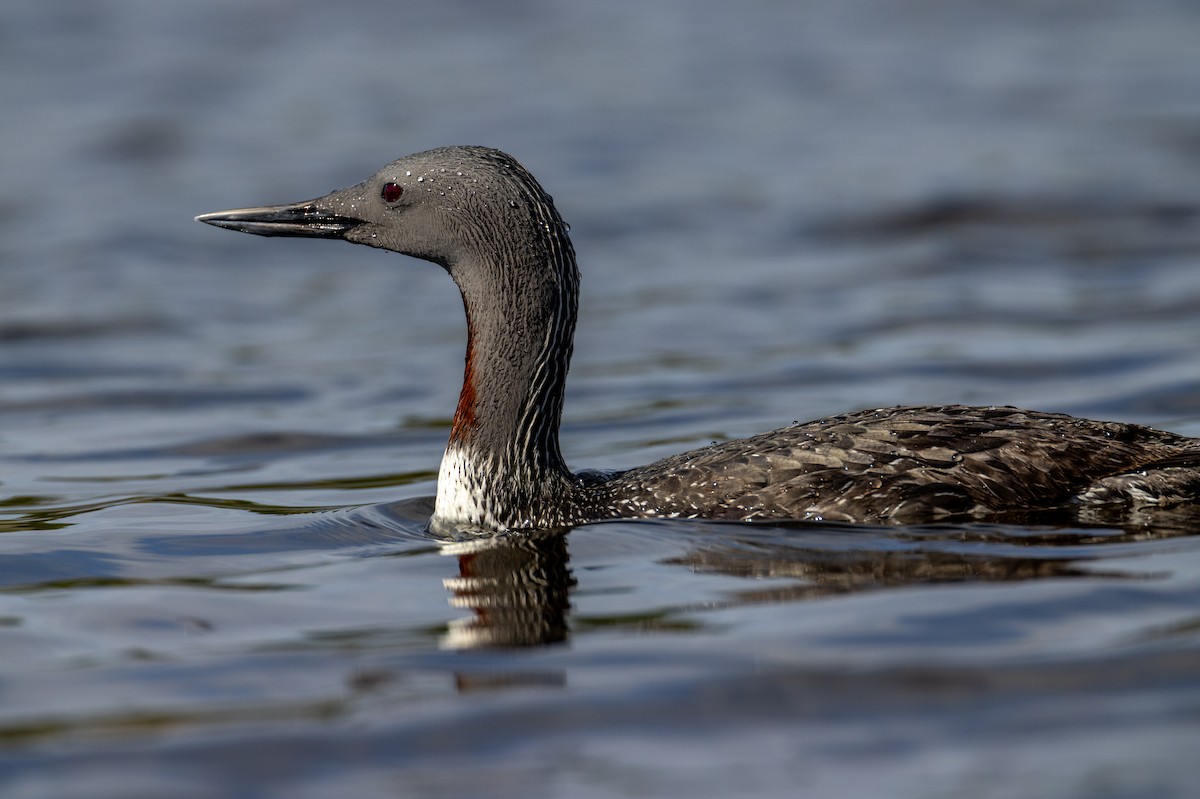 Red-throated Loon - Sylvie Martel / Gaétan Giroux