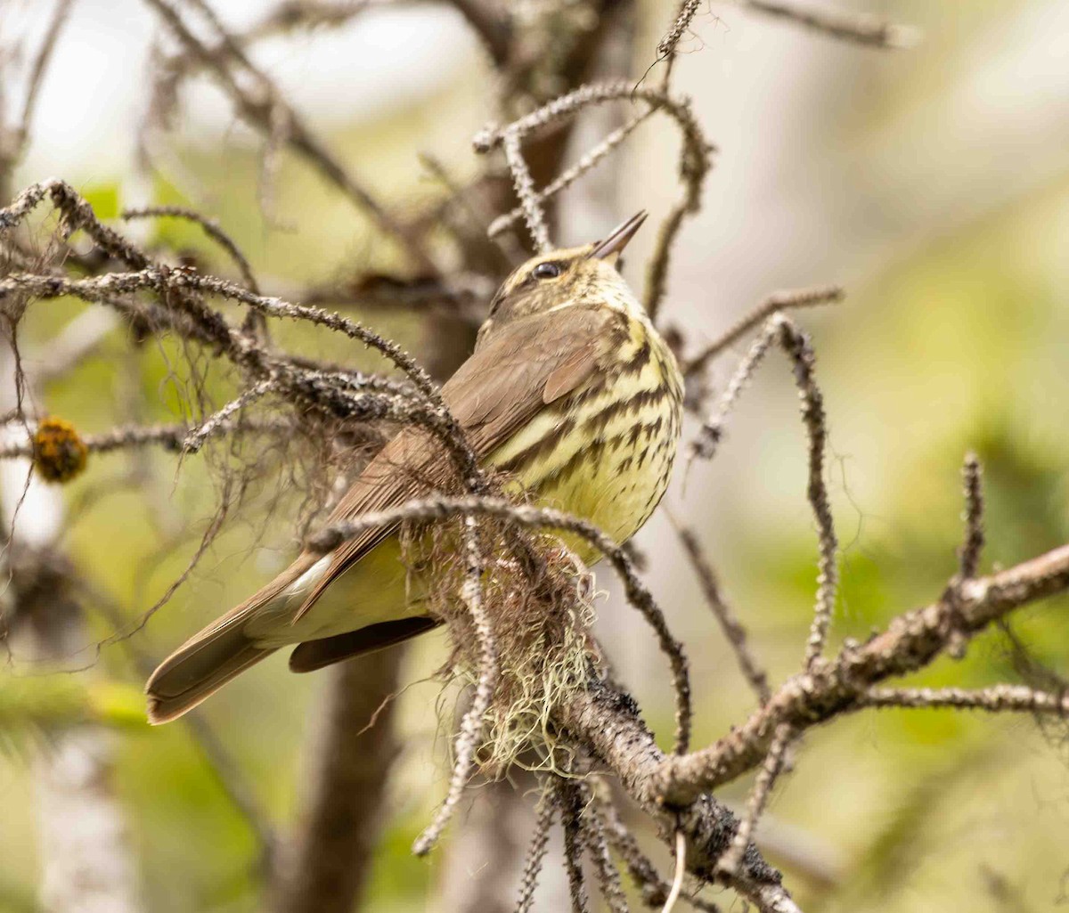 Northern Waterthrush - Scott Fischer