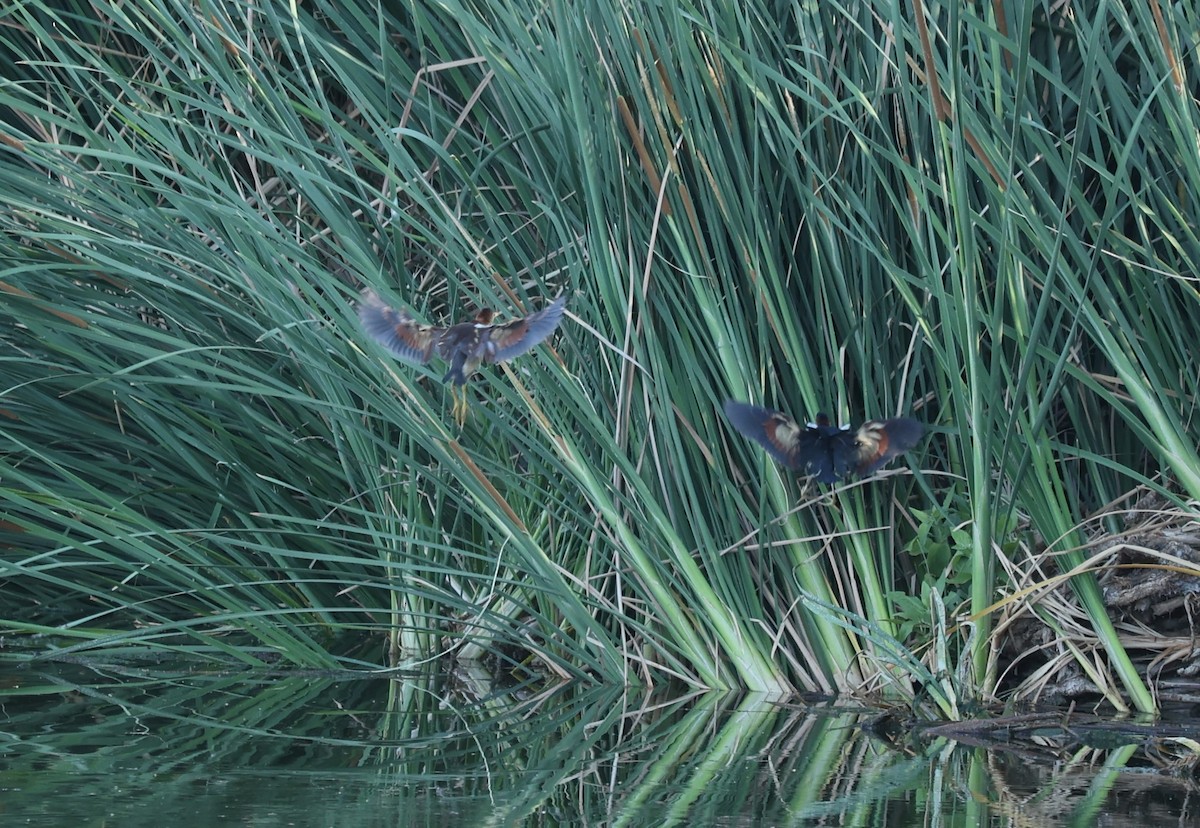 Least Bittern - ML579384751