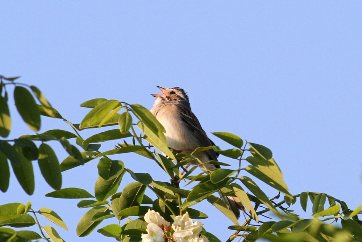 Clay-colored Sparrow - Jim Tarolli