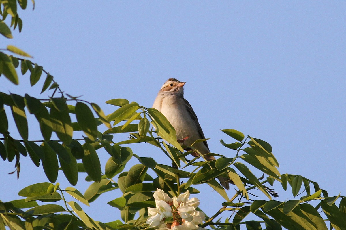 Clay-colored Sparrow - Jim Tarolli