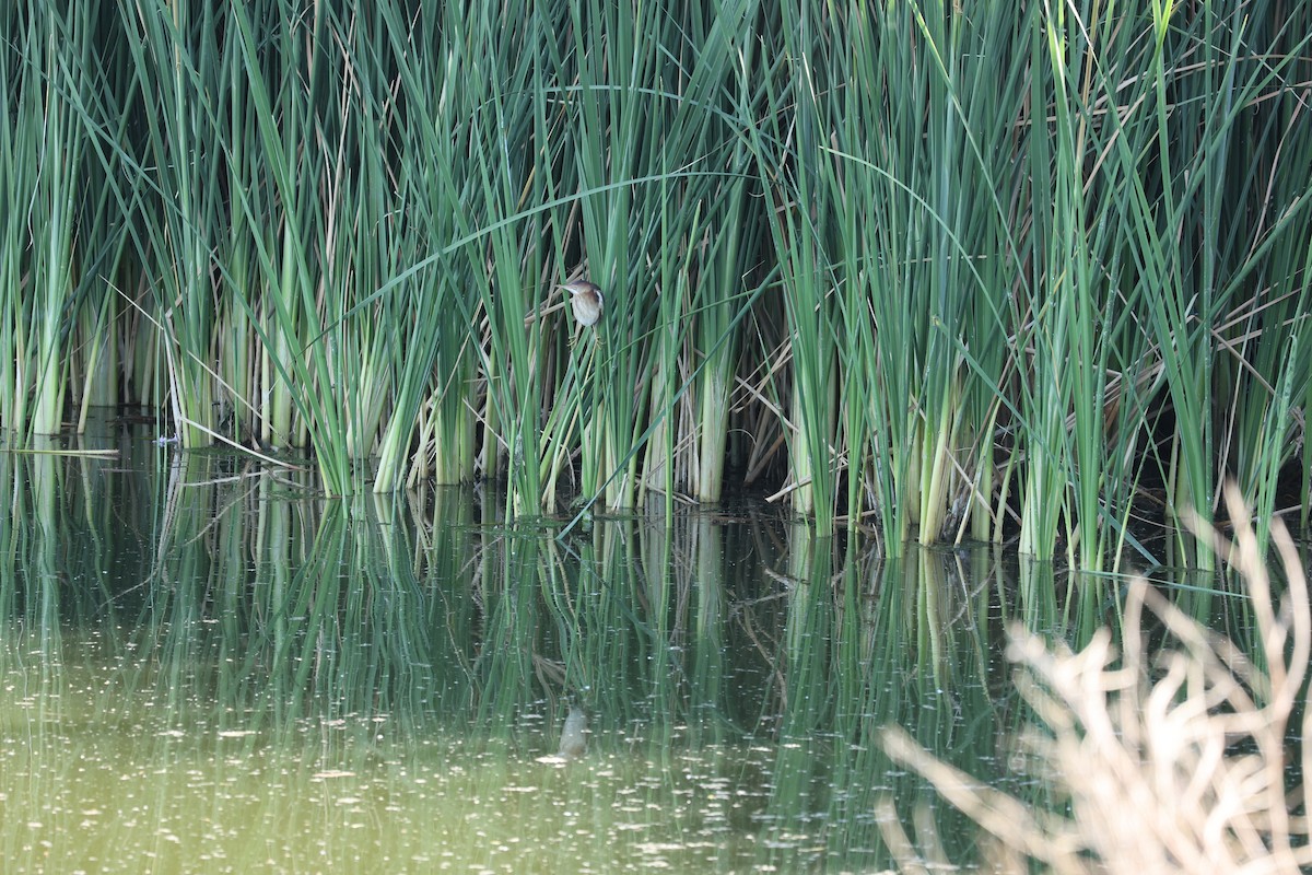 Least Bittern - ML579385711