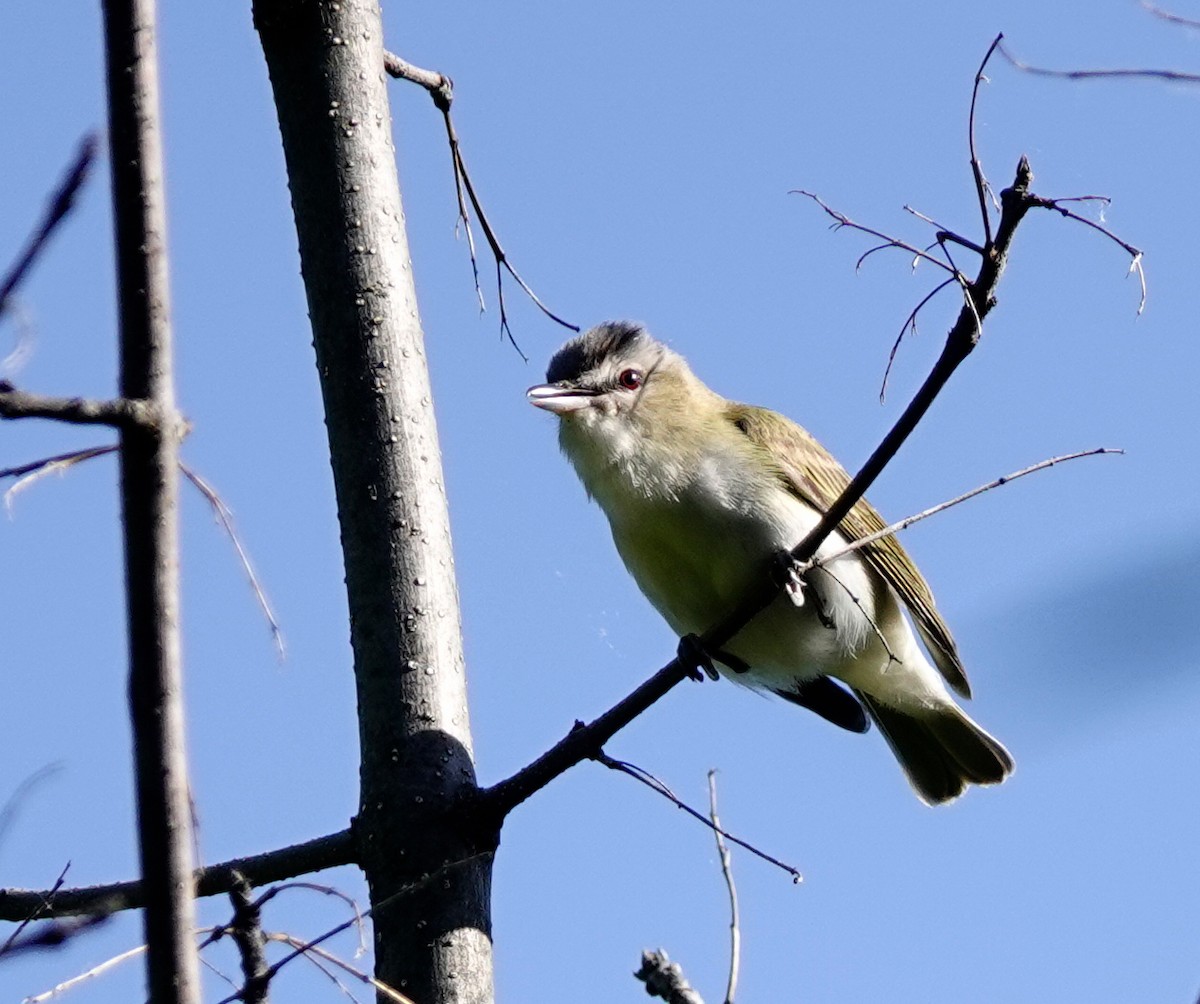 Red-eyed Vireo - ML579386181