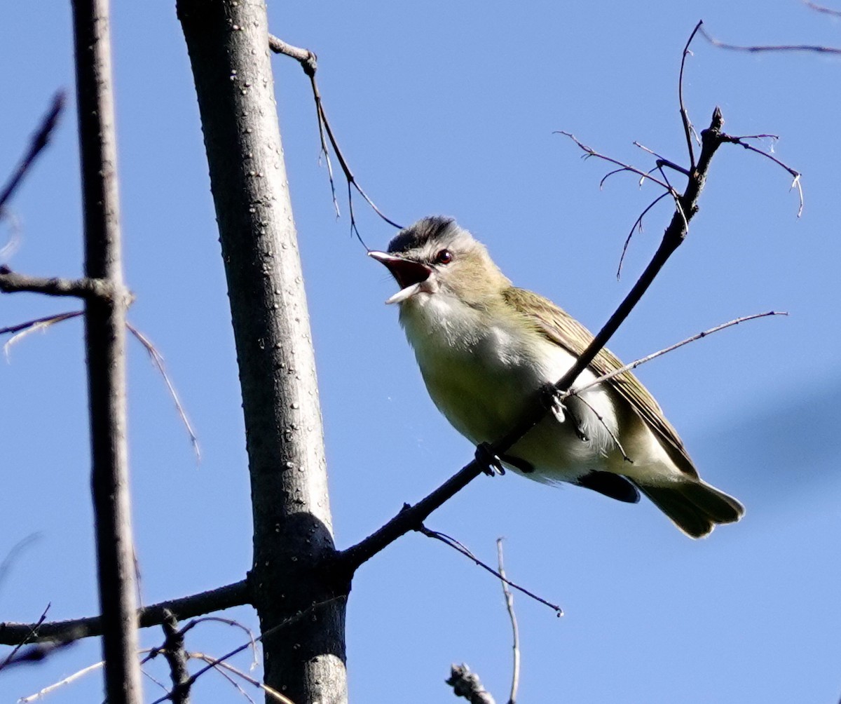 Red-eyed Vireo - ML579386221