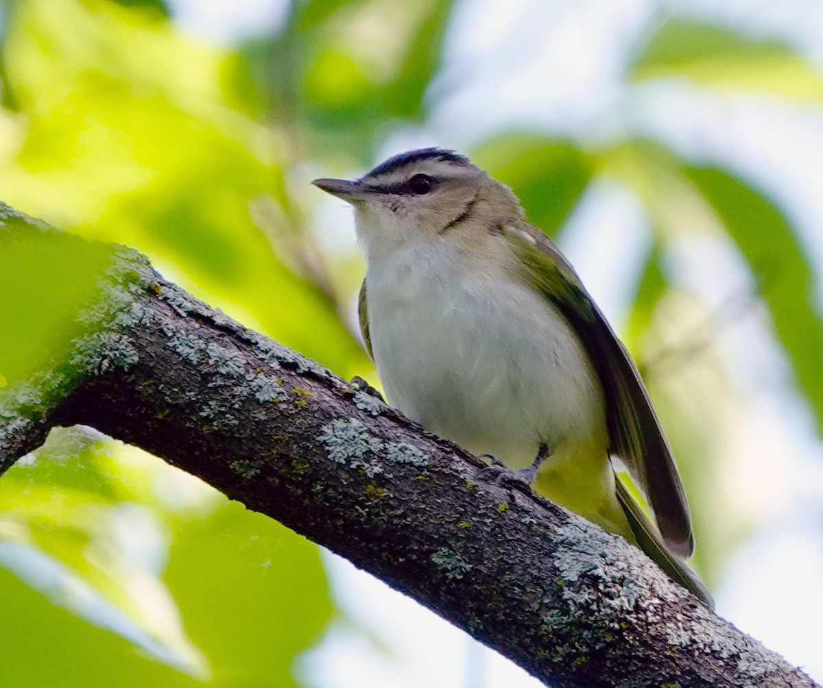 Red-eyed Vireo - ML579386291