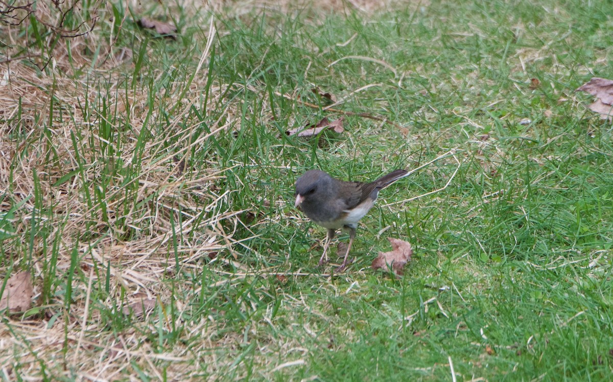 Dark-eyed Junco - ML57938721