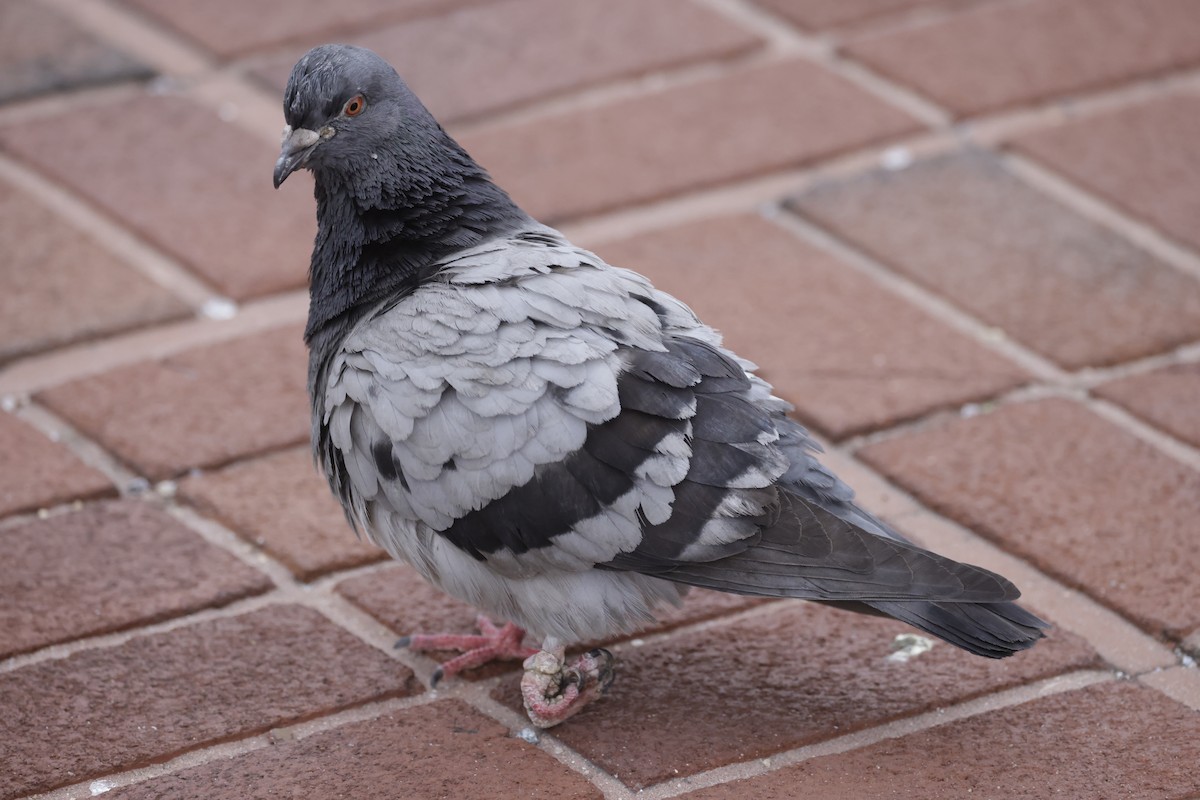 Rock Pigeon (Feral Pigeon) - ML579387571