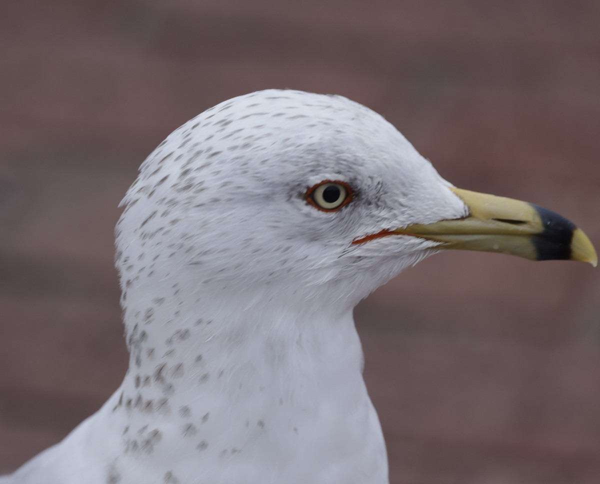 Ring-billed Gull - ML579387821