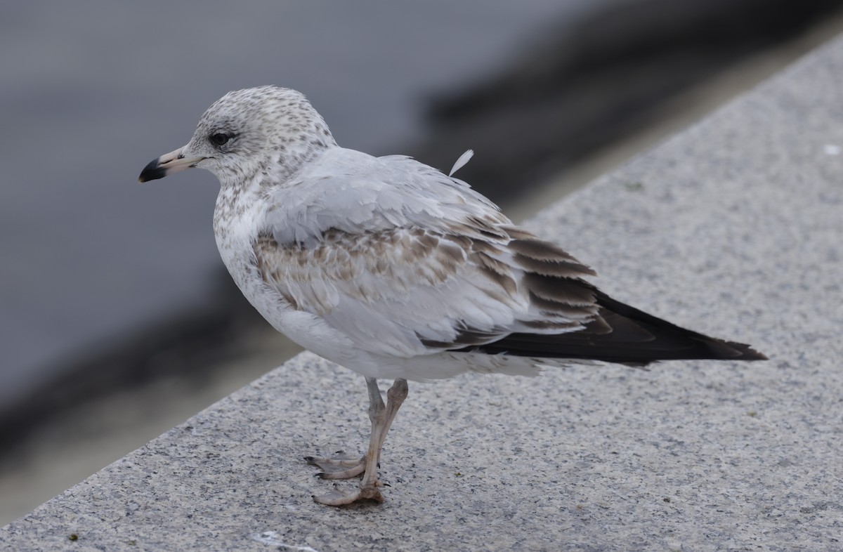 Ring-billed Gull - ML579387831