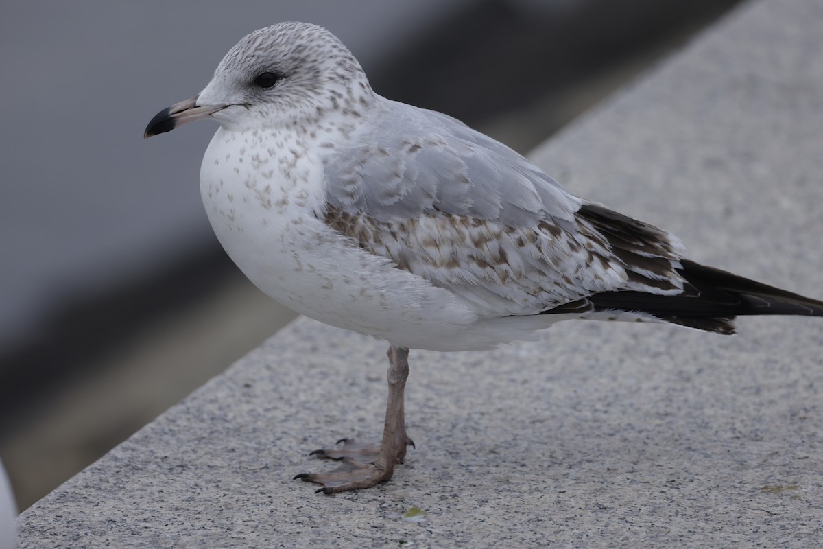 Ring-billed Gull - ML579387861