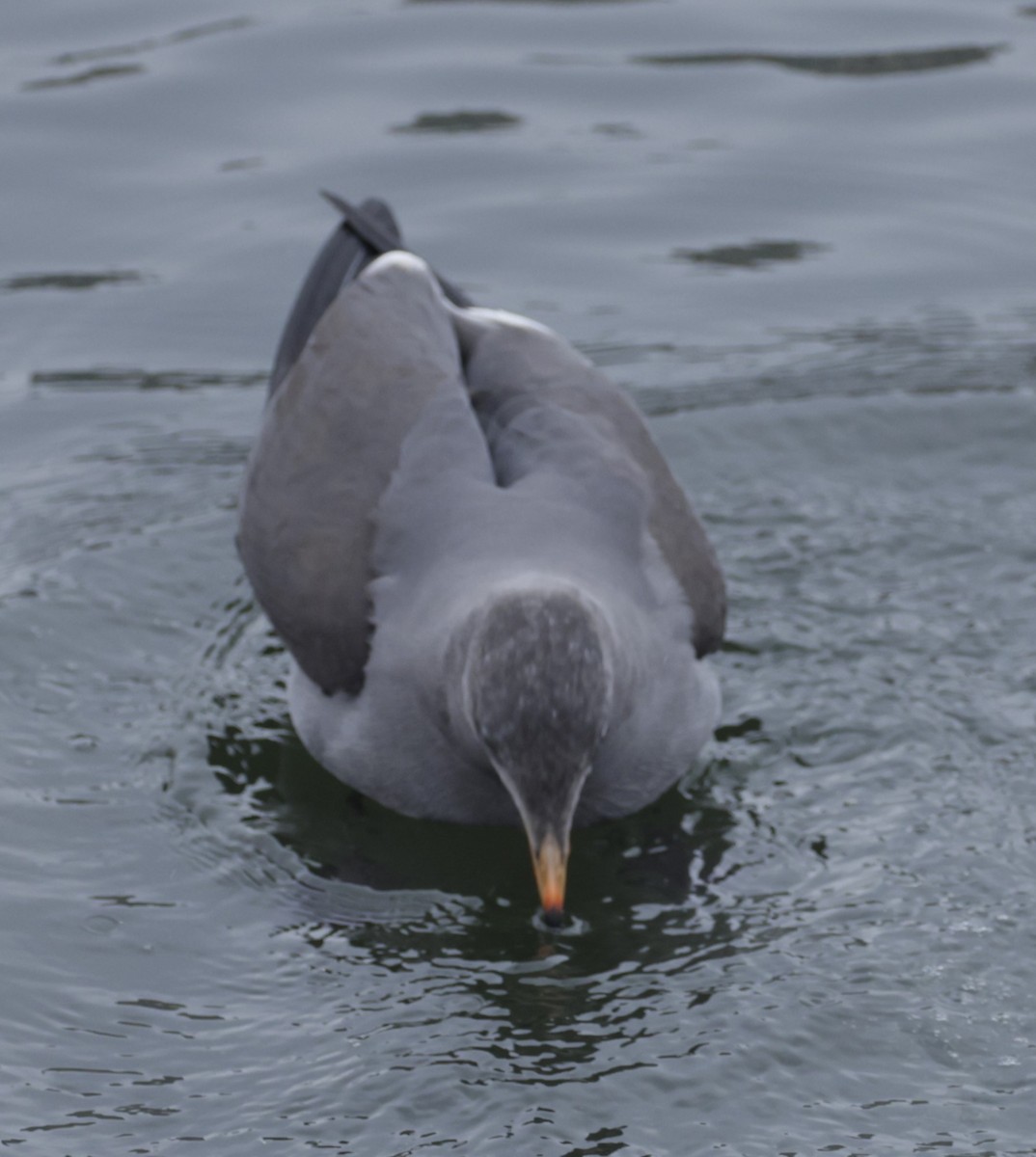 Heermann's Gull - ML579389021