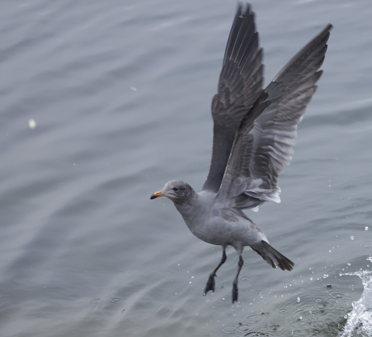 Gaviota Mexicana - ML579389031