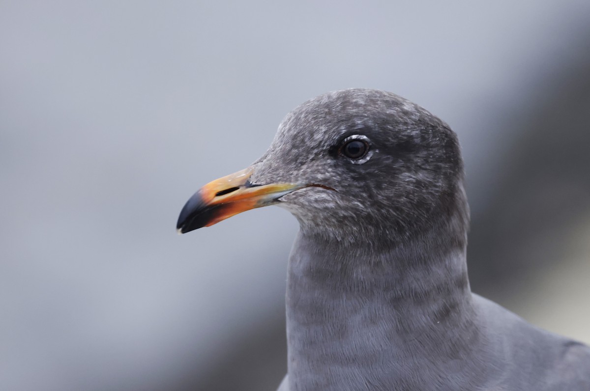 Heermann's Gull - ML579389041