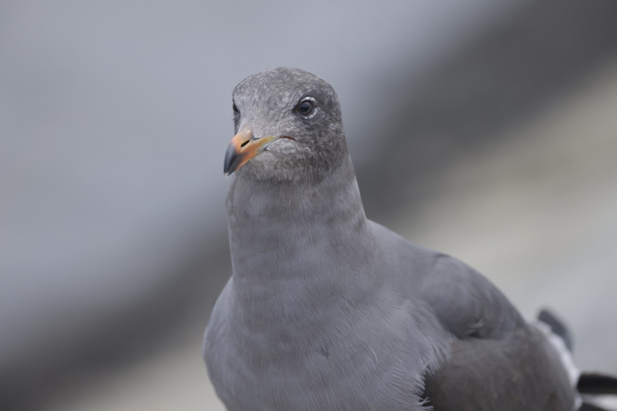 Heermann's Gull - ML579389071